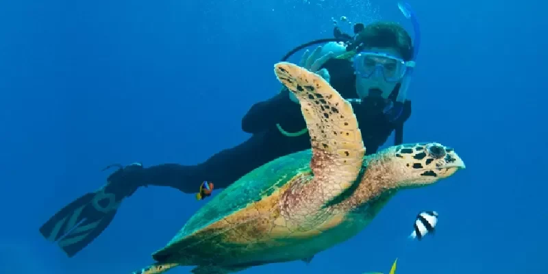 Snorkeling à Sataya Dolphin Reef à Marsa Alam